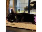 Adopt Milo a Domestic Short Hair