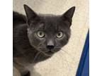 Adopt Boyd a Domestic Short Hair