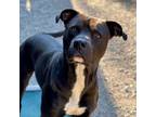 Adopt Davidson a Pit Bull Terrier