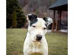 Adopt Kyle a Staffordshire Bull Terrier, Mixed Breed