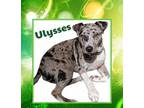 Adopt Ulysses a American Staffordshire Terrier, Cattle Dog