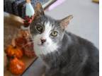 Adopt Trifecta a Domestic Short Hair