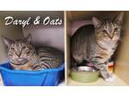 Adopt Daryl and Oats a Domestic Short Hair