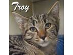 Adopt Troy a Domestic Short Hair