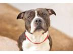 Adopt TOBIAS a Pit Bull Terrier