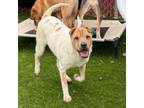 Adopt Ziggy a Shar-Pei, Mixed Breed