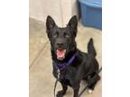 Adopt BURROUGH a Shepherd