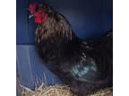 Adopt Bam Bam a Chicken