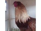 Adopt King Solomon a Chicken