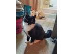 Adopt RICKY - playful a Domestic Medium Hair