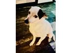 Adopt Cooper CP ~ a Jack Russell Terrier