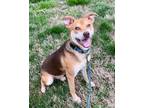 Adopt Memphis a Basenji, Hound