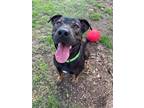 Adopt Vato (in foster) a Rottweiler, Mixed Breed