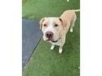 Adopt Zazoo a Pit Bull Terrier