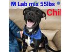 Adopt Chile a Black Labrador Retriever