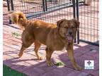 Adopt Trevor Joseph a Golden Retriever, Terrier