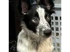 Adopt Bobbi a Australian Shepherd, Border Collie