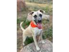 Adopt Chumli a Australian Cattle Dog / Blue Heeler