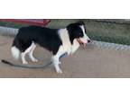 Adopt Ranger #1100 a Border Collie