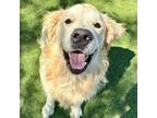 Adopt Ace2 a Golden Retriever