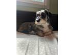 Adopt Buddy Boy - Bonded With Charlie Chap a Schnauzer