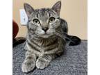 Adopt Blitzen a Domestic Short Hair