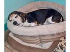 Adopt Sam a Beagle
