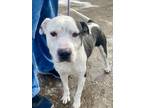 Oreo American Pit Bull Terrier Adult Male