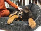 Kringle Rottweiler Puppy Male