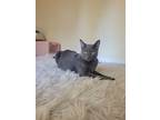 Adopt Walter & Jimmy (Courtesy Post) a Domestic Short Hair, Russian Blue