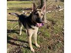 Tatum German Shepherd Dog Adult Male