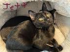 Jett Domestic Shorthair Kitten Male