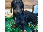 Dachshund Puppy for sale in Gaffney, SC, USA