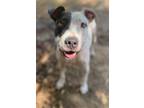 Adopt Inchy a Pit Bull Terrier