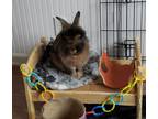 Adopt Cedar a Lionhead