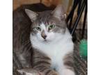 Adopt Picasso (He has extra toes) a Domestic Short Hair, Extra-Toes Cat /