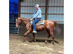 Adopt Larry a Thoroughbred