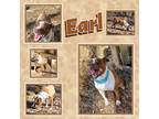 Adopt Earl a Boxer