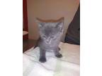 Louis British Shorthair Kitten Male