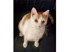 Holmes Domestic Shorthair Young Male