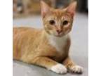 Adopt Beau a Domestic Short Hair