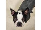 Rufus Boston Terrier Adult Male