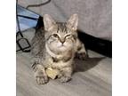 Mimi Domestic Shorthair Kitten Male