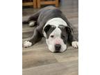 Adopt Bart a Pit Bull Terrier