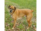 Adopt Beau #Mr-Congeniality a Boxer