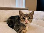 Sunny Domestic Mediumhair Kitten Female
