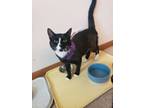 Adopt Mickey a Domestic Short Hair