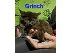 Grinch Domestic Longhair Kitten Male