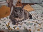 Toto Domestic Shorthair Adult Female