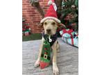 Adopt Slytherin a Labrador Retriever, Mixed Breed